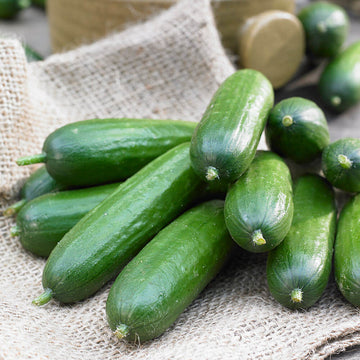 Cucumber Seeds – Holland Baby