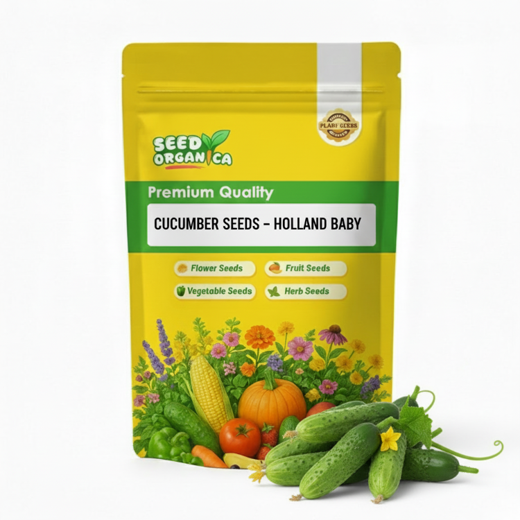 Cucumber Seeds – Holland Baby