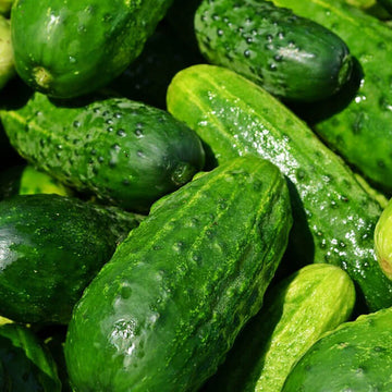 Cucumber Seeds – Vegetable