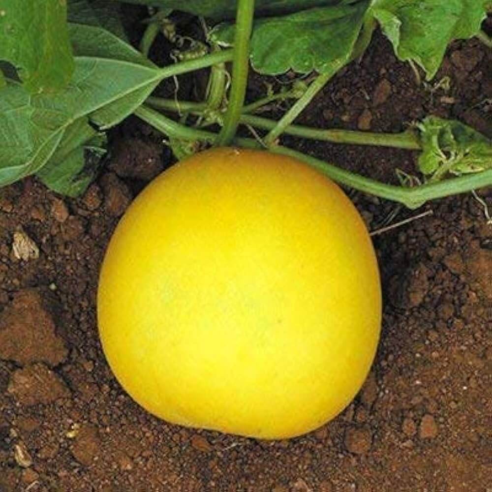 Cucumber Seeds – Yellow