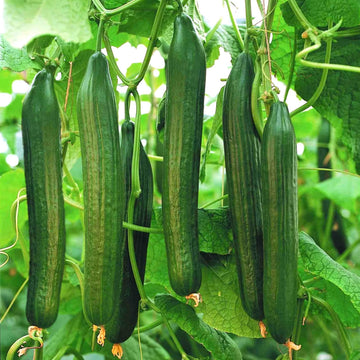 Cucumber Seeds for Planting