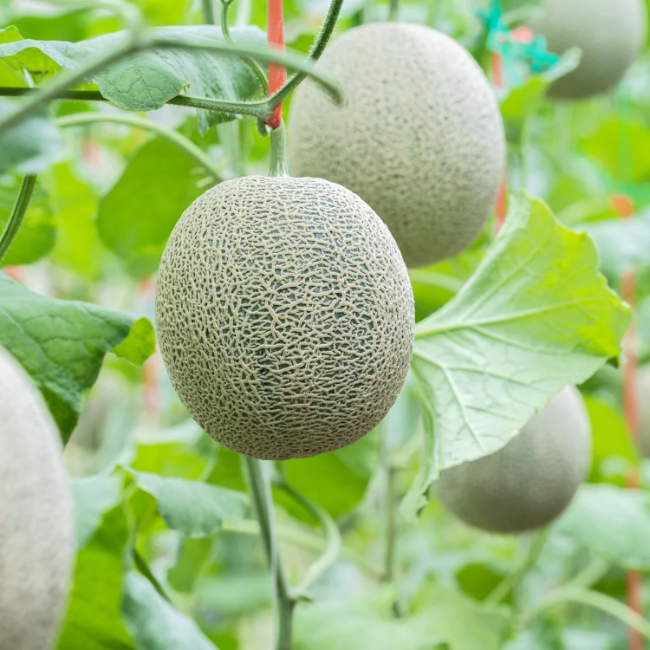 Cucumis Melon Seeds
