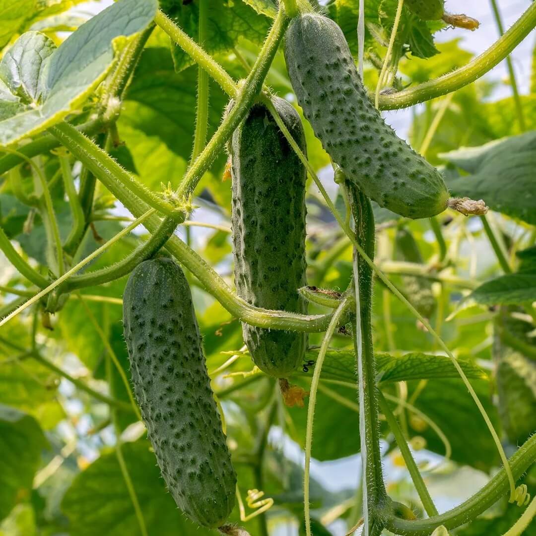 Cucumis sativus Seeds