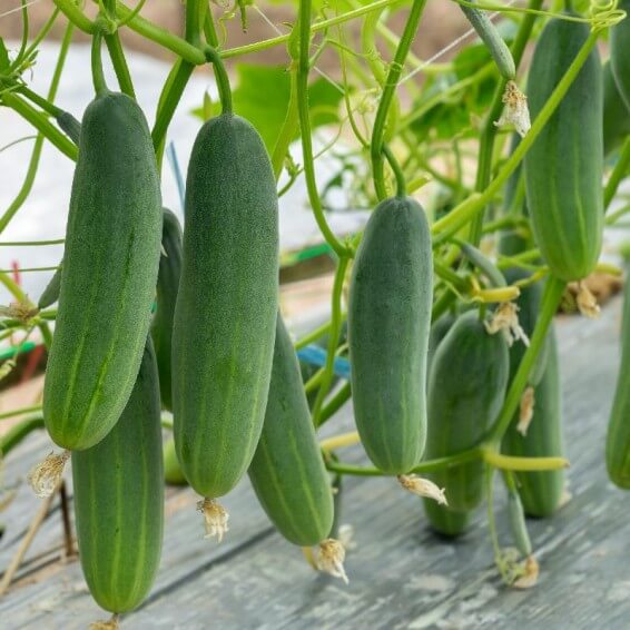 Cucumis sativus Seeds