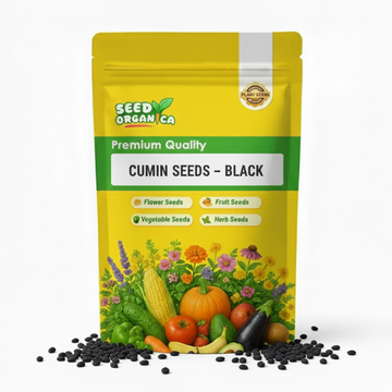 Cumin Seeds – Black