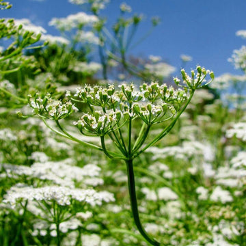Cumin Seeds – Cuminum