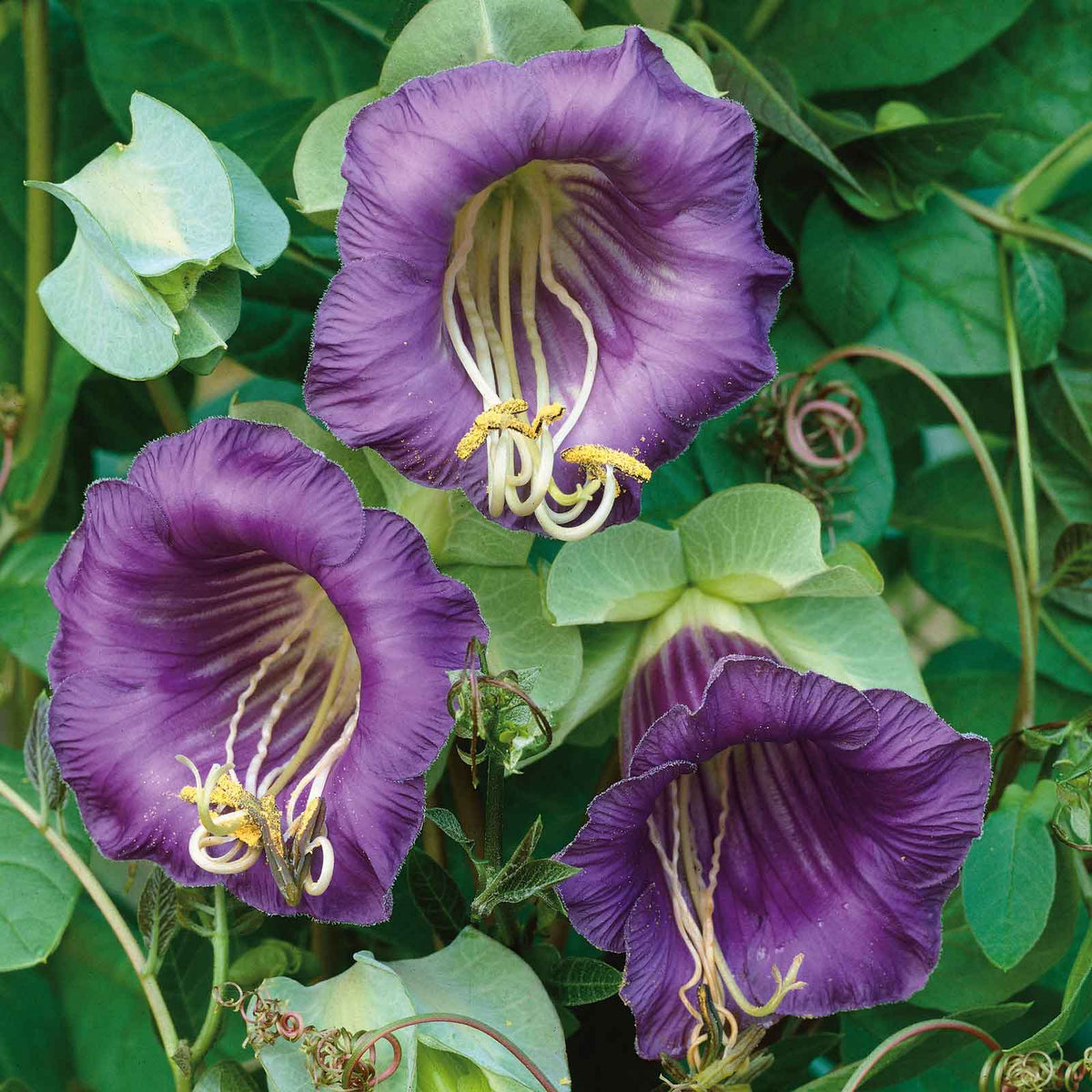 Cup & Saucer Seeds – Wildflower Mix Heirloom
