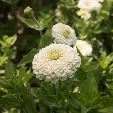 Cupcake Zinnias Seeds
