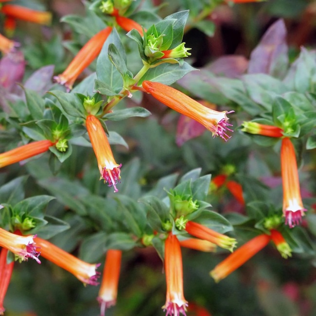 Cuphea Seeds – Ignea
