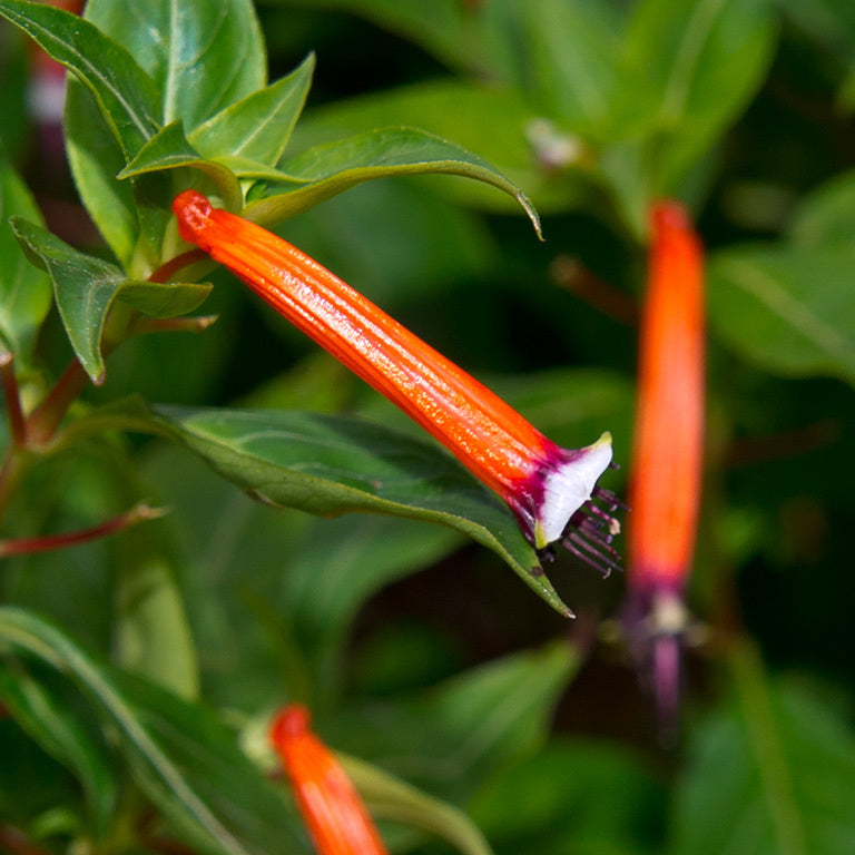 Cuphea Seeds – Ignea
