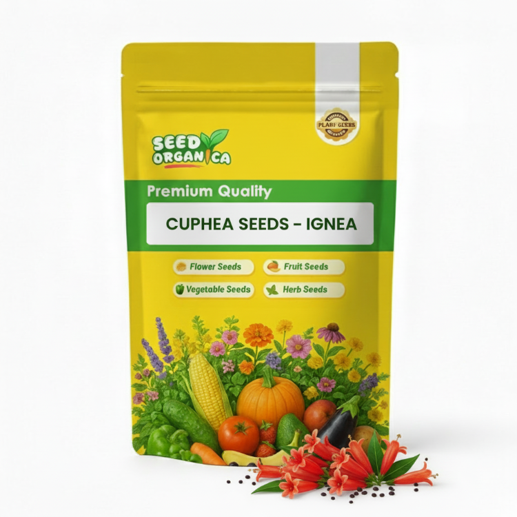 Cuphea Seeds – Ignea