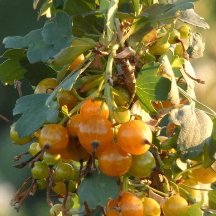 Currant Seeds - Golden