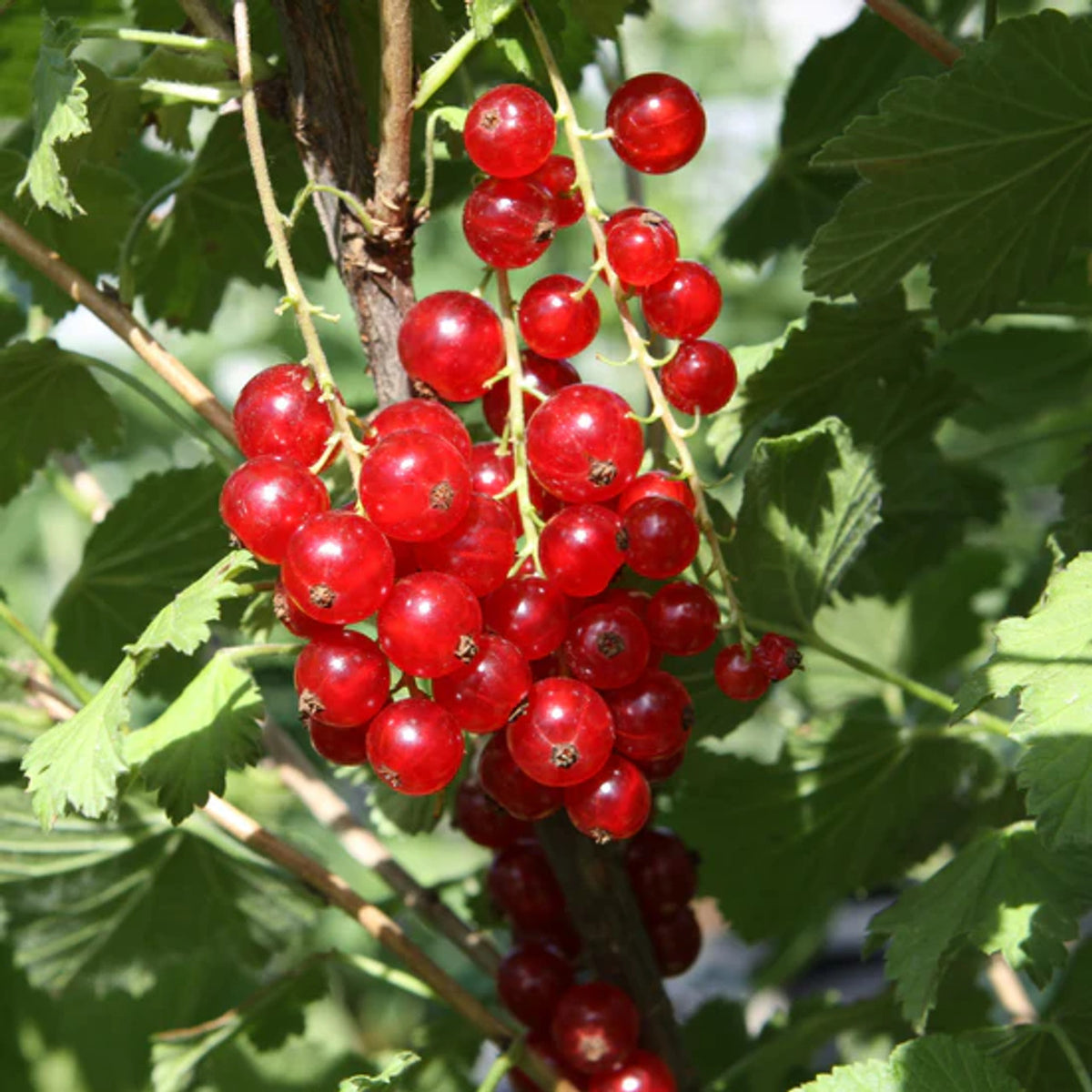 Currant Seeds – Red
