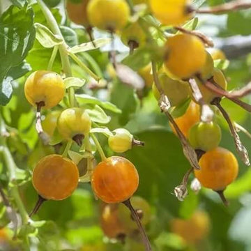 Currant Seeds - Golden