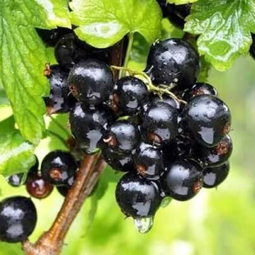 Currant Seeds - Nigrum