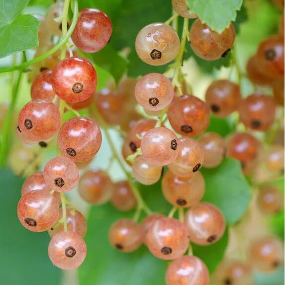 Currant Seeds - Pink