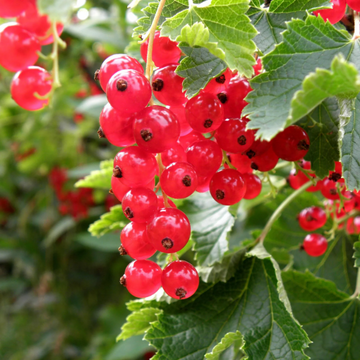 Currant Seeds – Red

