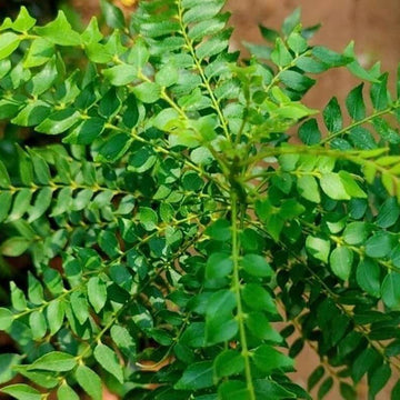 Curry Leaf Seeds – Dwarf (Gamthi)

