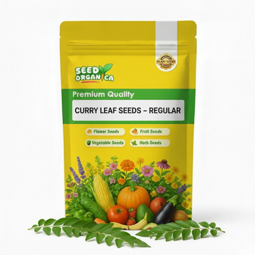 Curry Leaf Seeds – Regular