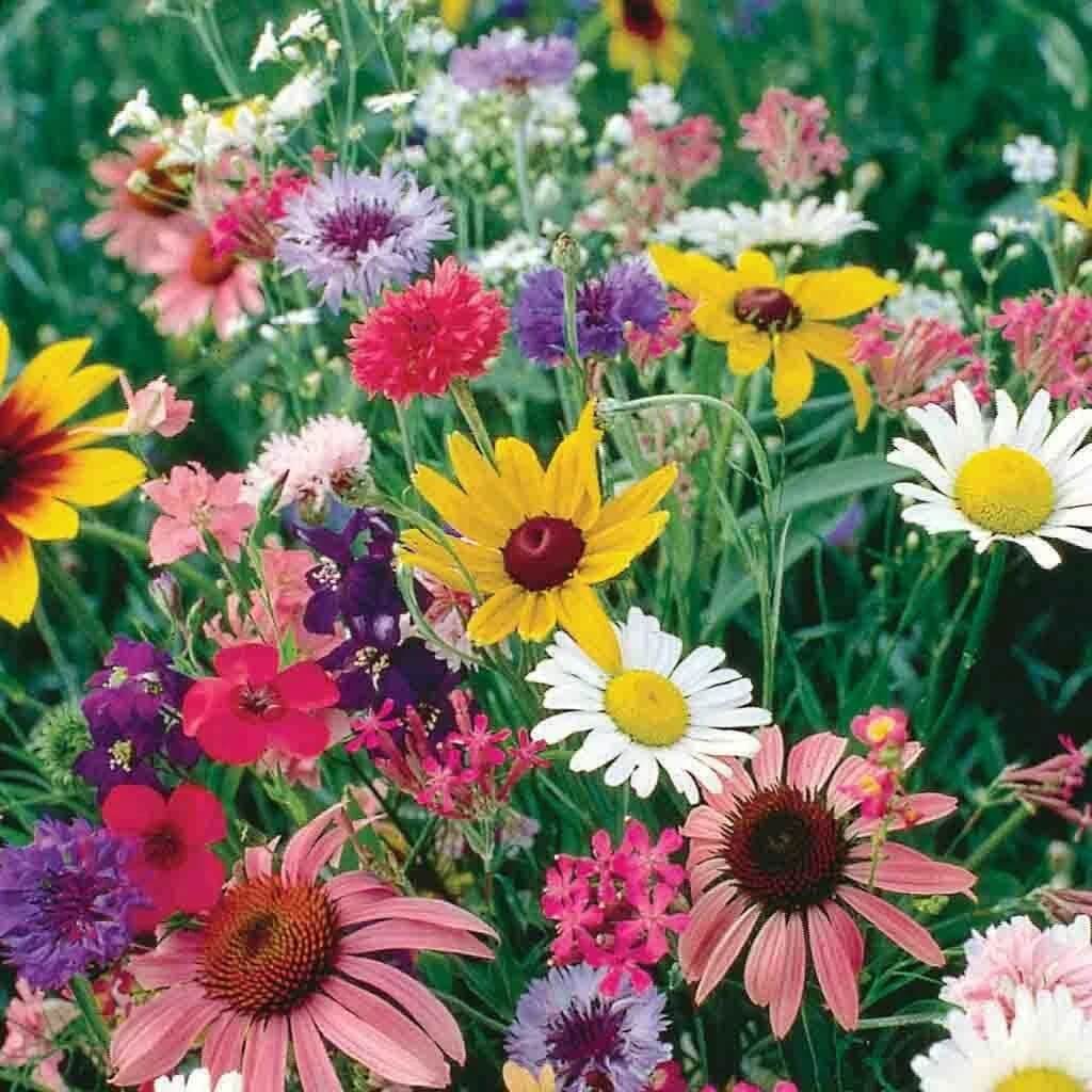Cut Flower Seeds - Flower Plant