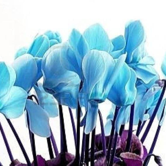 Cyclamen Seeds – Blue & White