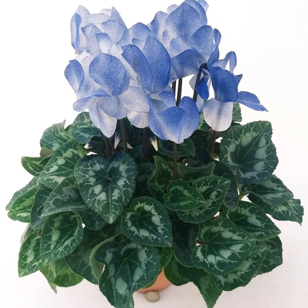 Cyclamen Seeds – Blue & White