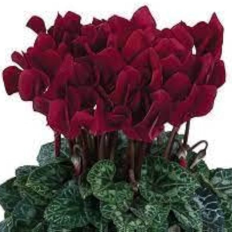 Cyclamen Seeds – Deep Red