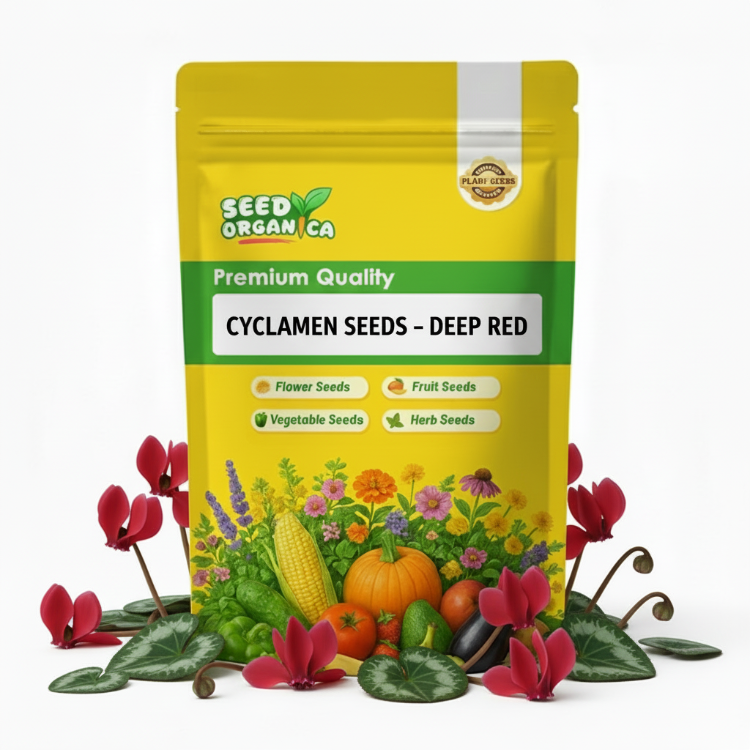 Cyclamen Seeds – Deep Red