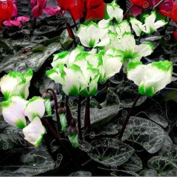 Cyclamen Seeds – Green & White