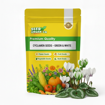 Cyclamen Seeds – Green & White