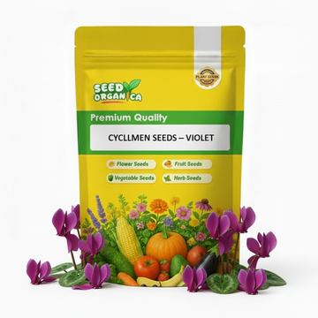 Cyclamen Seeds – Violet