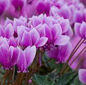 Cyclamen Seeds – Violet
