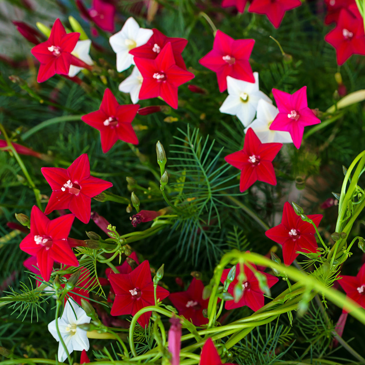 Cypress Vine Seeds – Climbing Scarlet
