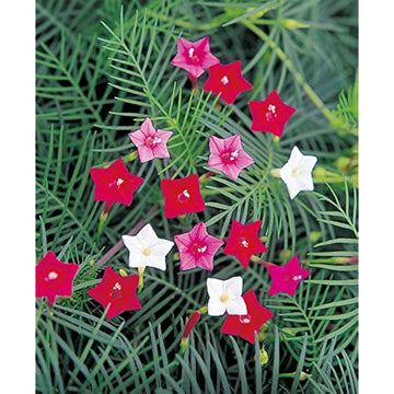 Cypress Vine Seeds – Red & Pink Mix
