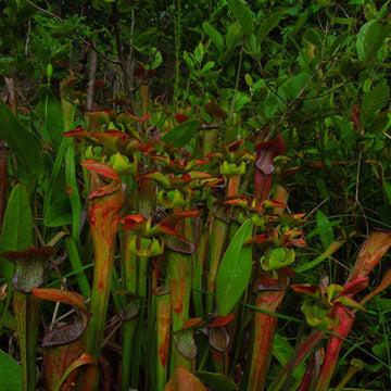 Sweet Pitcher Plant Seeds – Flower Plant