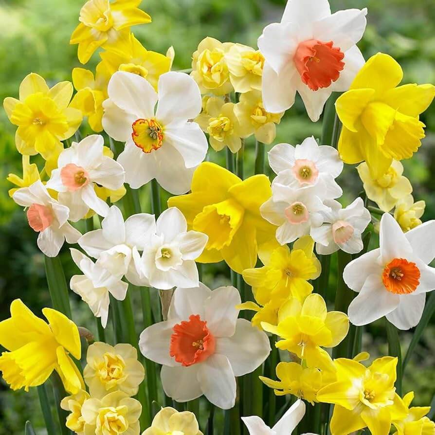 Daffodil Seeds – Mixed