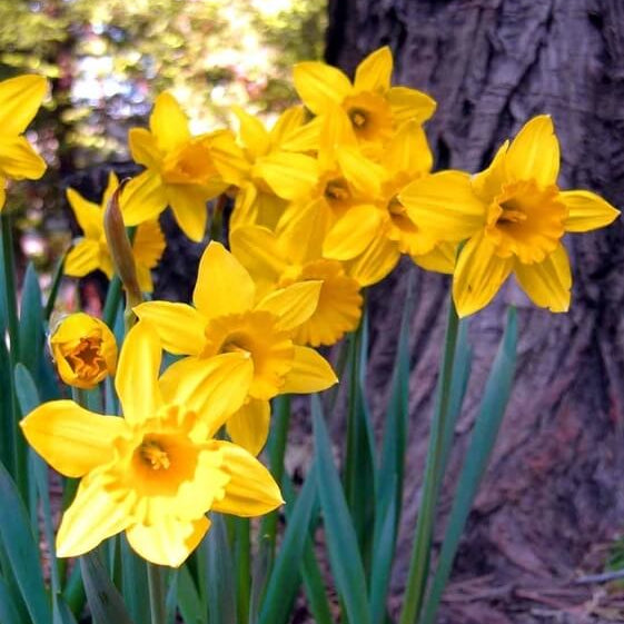 Daffodil Seeds - Flower Plant for Home Gardens
