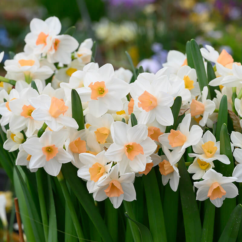 Daffodil Seeds – Peach