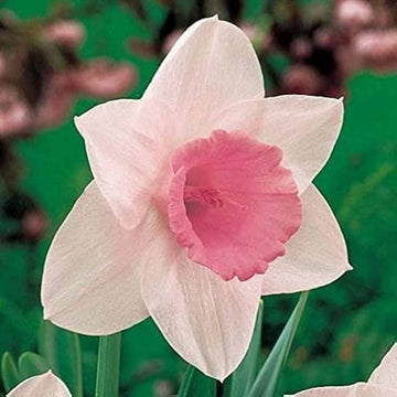 Daffodil Seeds – Baby Pink