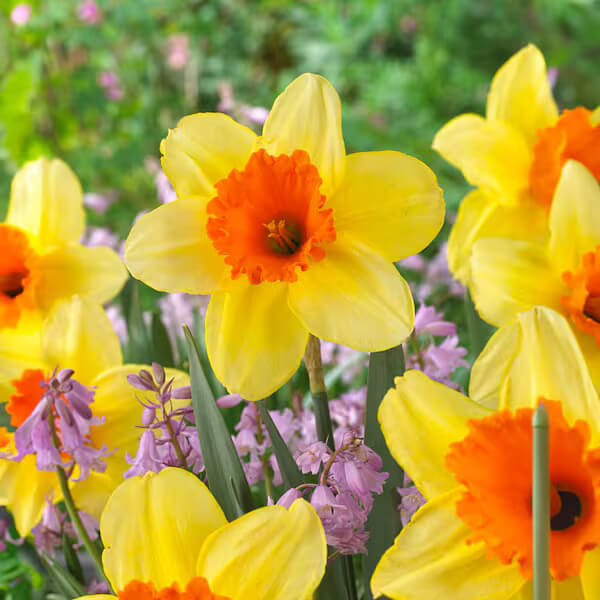 Daffodil Seeds – Univalve Yellow