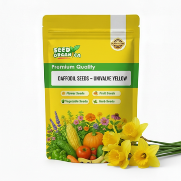 Daffodil Seeds – Univalve Yellow
