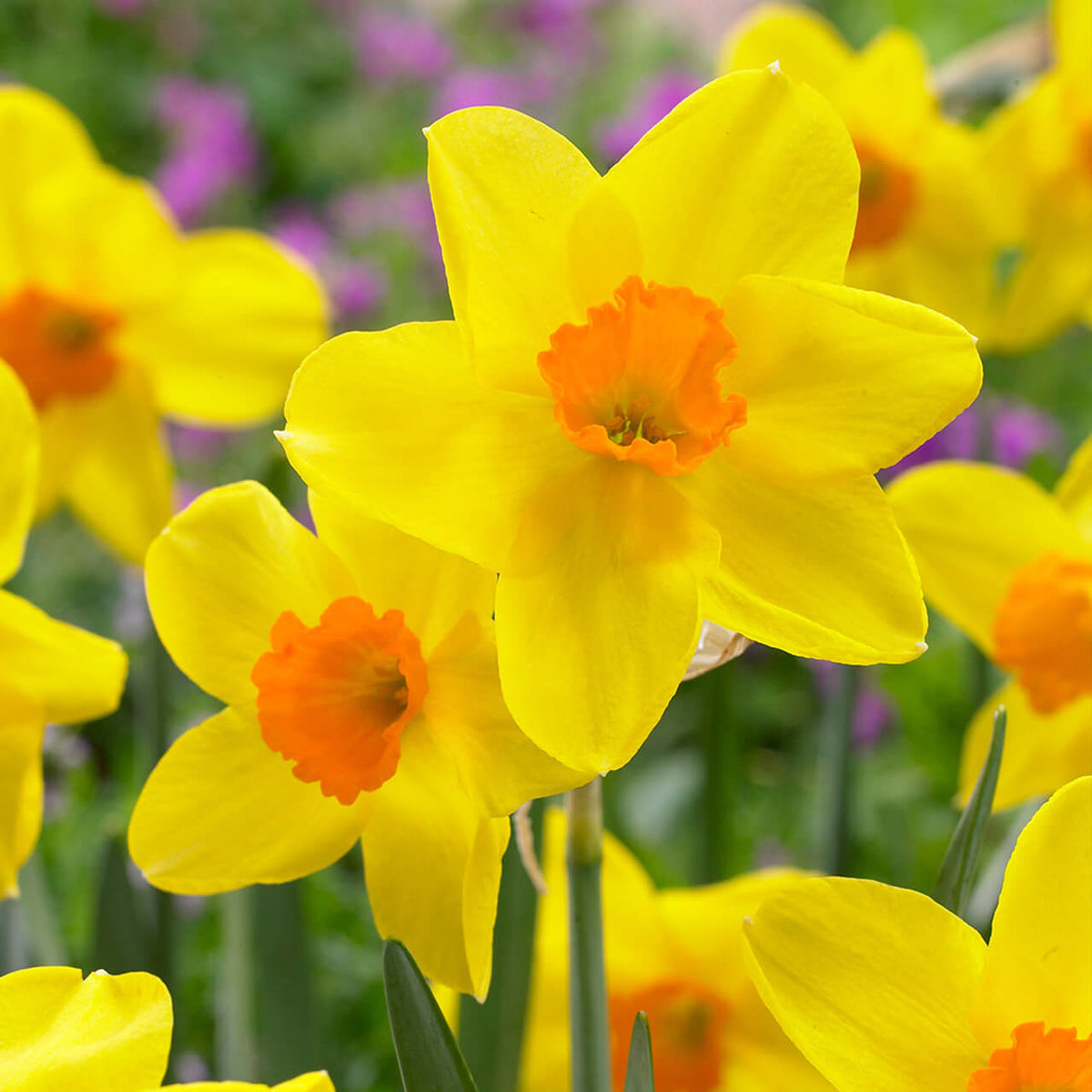 Daffodil Seeds – Univalve Yellow