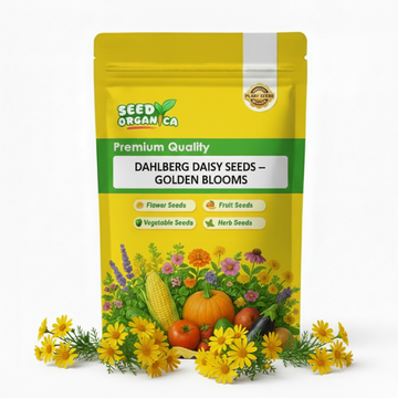 Dahlberg Daisy Seeds – Golden Blooms