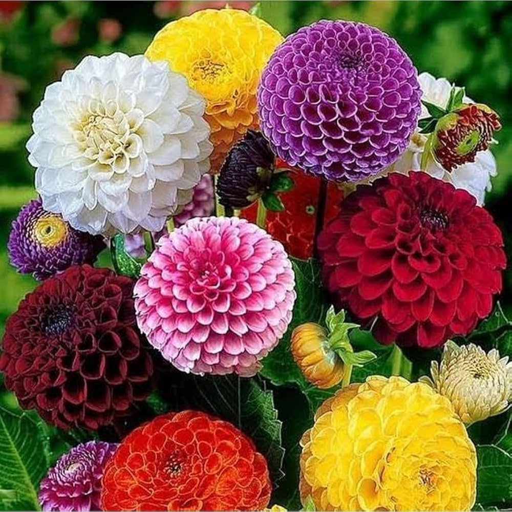 Dahlia – Large
