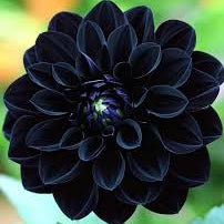 Dahlia Seeds – Black Pompon