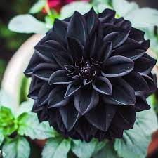 Dahlia Seeds – Black Pompon