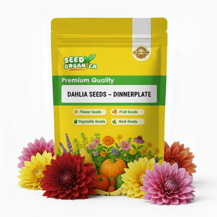 Dahlia Seeds – Dinnerplate