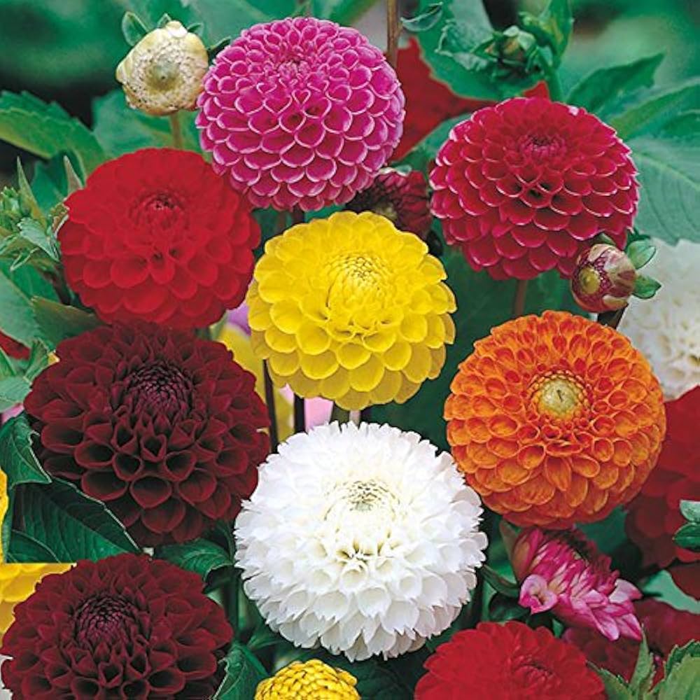 Dahlia Seeds – Large

