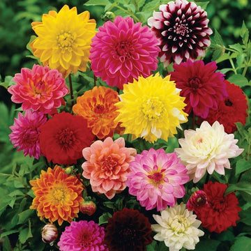 Dahlia Seeds – Large
