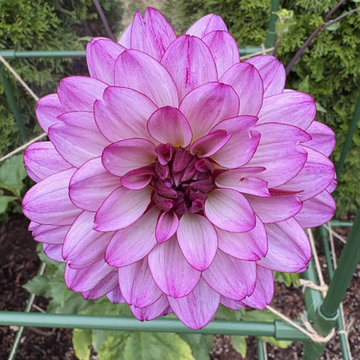 Dahlia Seeds – Lauren Michele
